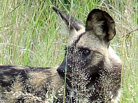 Wild Dog Wild Dog
